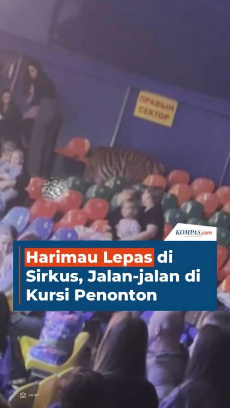 Harimau Lepas di Sirkus, Jalan-jalan di Kursi Penonton