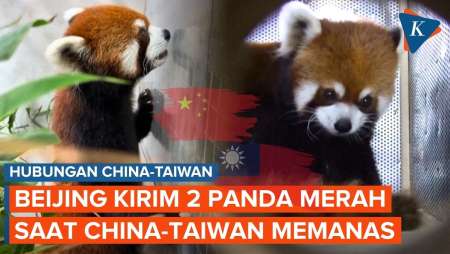 Sepasang Panda Merah China Tiba Di Taiwan Saat Hubungan 2 Negara Panas