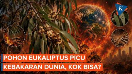Ketika Pohon Eukaliptus Memicu Kebakaran Dunia...