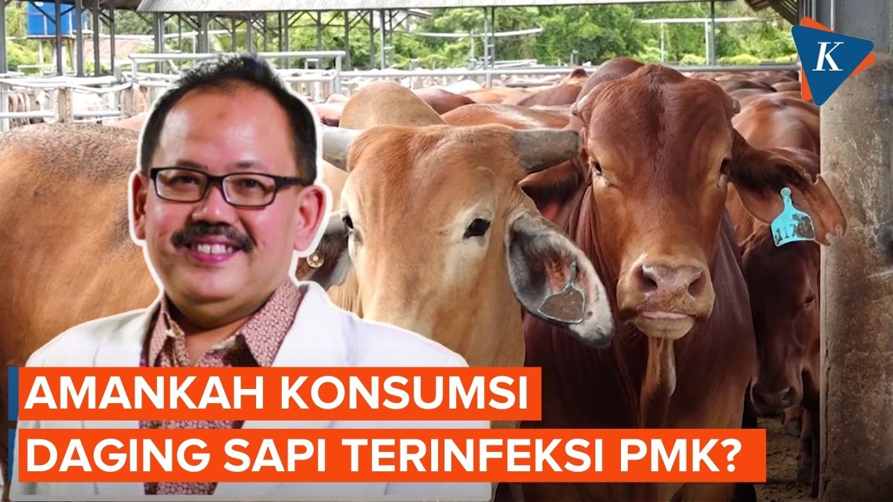 Dosen IPB Jawab Soal Amankah Konsumsi Daging Sapi Terinfeksi PMK ?