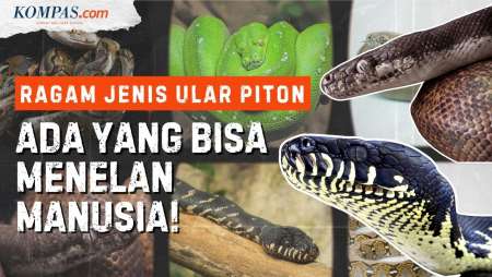 7 Jenis Ular Piton di Indonesia, Ada yang Bisa Memangsa Manusia