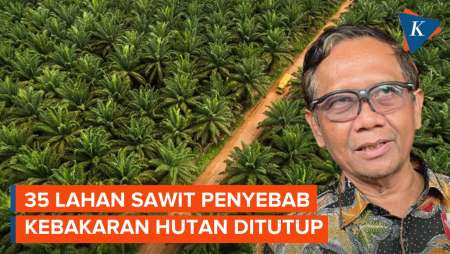 Mahfud MD Sebut 35 Lahan Sawit Penyebab Kebakaran Hutan Ditutup