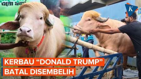 Kerbau “Donald Trump” Batal Disembelih Untuk Idul Adha