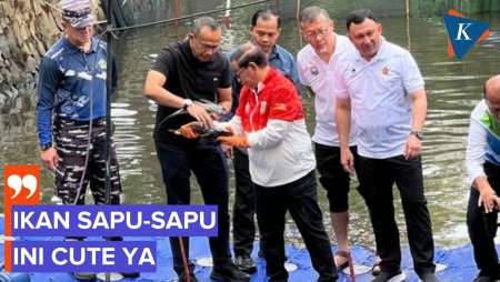 Pramono: Ikan Sapu-sapu Cute Banget, Padahal Berbahaya