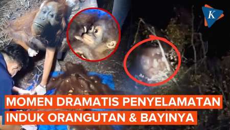 Detik-Detik Penyelamatan Dramatis Induk & Bayi Orangutan Dari Kebakaran Hutan Kalimantan