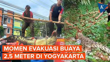 Detik-detik Buaya 2,5 Meter di Yogyakarta Dievakuasi, Diduga Peliharaan Warga