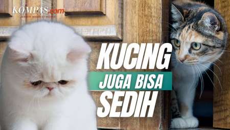 Hindari Kesalahan Ini agar Kucing Tetap Bahagia