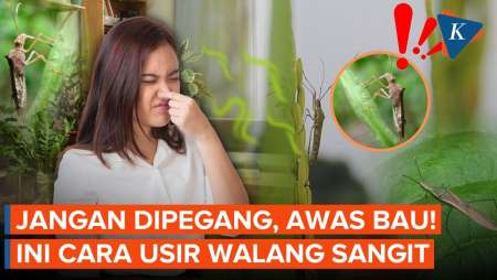 Cara Membasmi Walang Sangit Tanpa Menyentuhnya