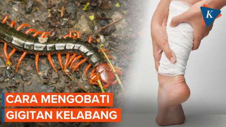 Cara Mengobati Gigitan Kelabang