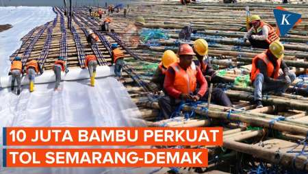 Keajaiban 10 Juta Batang Bambu Yang Perkuat Tol Semarang-Demak