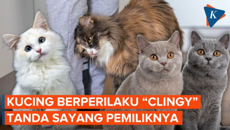 Kenapa Kucing Menggosokkan Tubuh ke Kaki Pemiliknya?