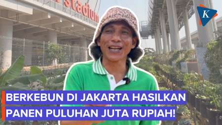 Warga Jakarta Nyoba Berkebun, Hasilkan Panen Untung Rp 12 Juta