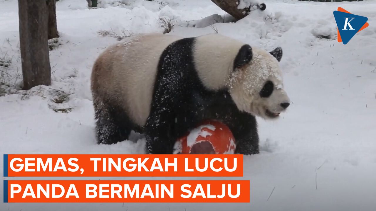 Intip Panda Raksasa Bermain Salju di Heilongjiang, China