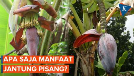Manfaat Jantung Pisang untuk Kesehatan