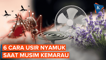 Cara Usir Nyamuk Saat Musim Kemarau, Tak Melulu Pakai Obat 