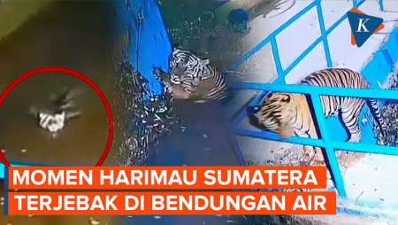 Detik-detik Harimau Sumatera Terjebak di Bendungan, Kesulitan Keluar