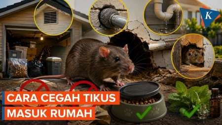Cara Cegah Tikus Masuk Rumah
