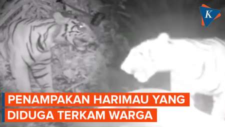Penampakan Harimau yang Diduga Menerkam Warga di Lampung