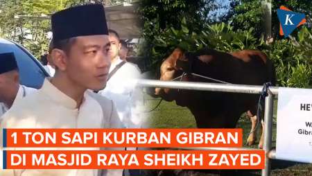 Penampakan Sapi Kurban Gibran di Masjid Raya Sheikh Zayed Solo