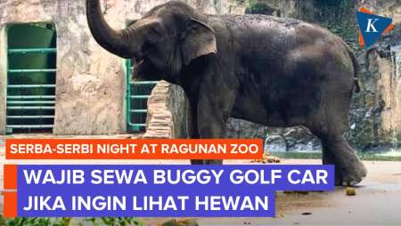 Banyak Jalur Gelap, Ragunan Wajibkan Pengunjung Malam Sewa Kendaraan