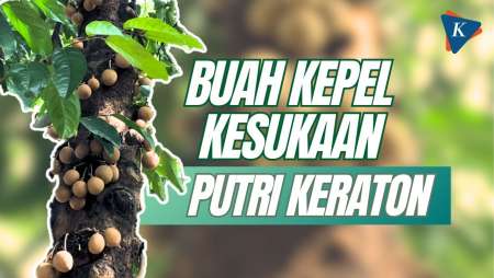 Mengenal Buah Kepel Kesukaan Putri Keraton Yogyakarta