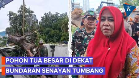 Lurah Cerita soal Pohon Besar Tumbang di Senayan, Usianya 100 Tahun