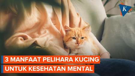 Manfaat Pelihara Kucing untuk Kesehatan Mental