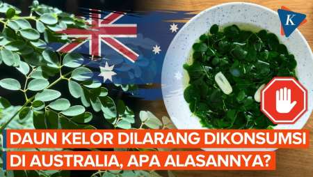 Australia Larang Konsumsi Daun Kelor, Apa Alasannya?