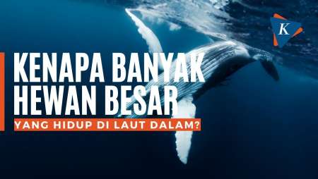 Kenapa Banyak Hewan Besar yang Hidup di Laut Dalam?