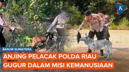 Reno, Anjing Pelacak Polda Riau Gugur Saat Cari Korban Bencana Banjir Di Sumbar