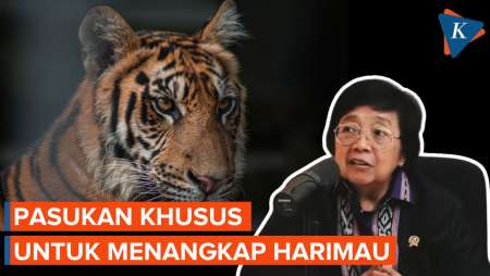 3 Orang Diserang Harimau, Penembak Bius Diturunkan