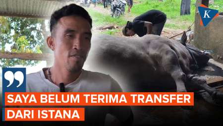 Peternak Belum Dapat Transferan dari Istana, Sapi Pilihan Prabowo Mati Mendadak