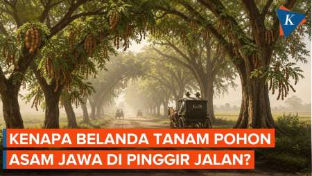 Alasan Belanda Hobi Menanam Pohon Asam Jawa di Pinggir Jalan