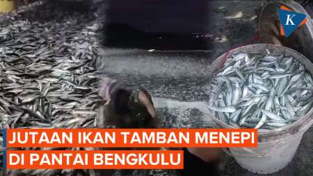 Penampakan Unik! Jutaan Ikan Tamban Menepi di Pantai Bengkulu