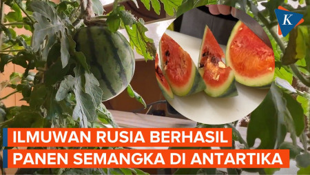 Penampakan Semangka yang Berhasil Ditanam Ilmuwan Rusia di Antartika