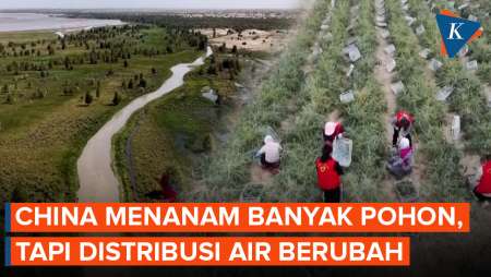 China Menanam Begitu Banyak Pohon Hingga Ubah Distribusi Air Negara