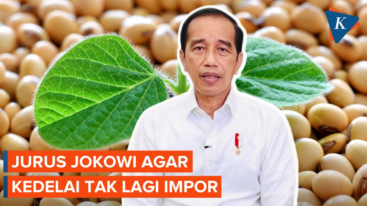 Jurus Baru Jokowi agar Tak Lagi Impor Kedelai