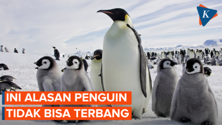 Kenapa Penguin Tidak Bisa Terbang?