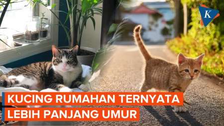 Kucing Peliharaan Lebih Panjang Umur Jika Tidak Berkeliaran