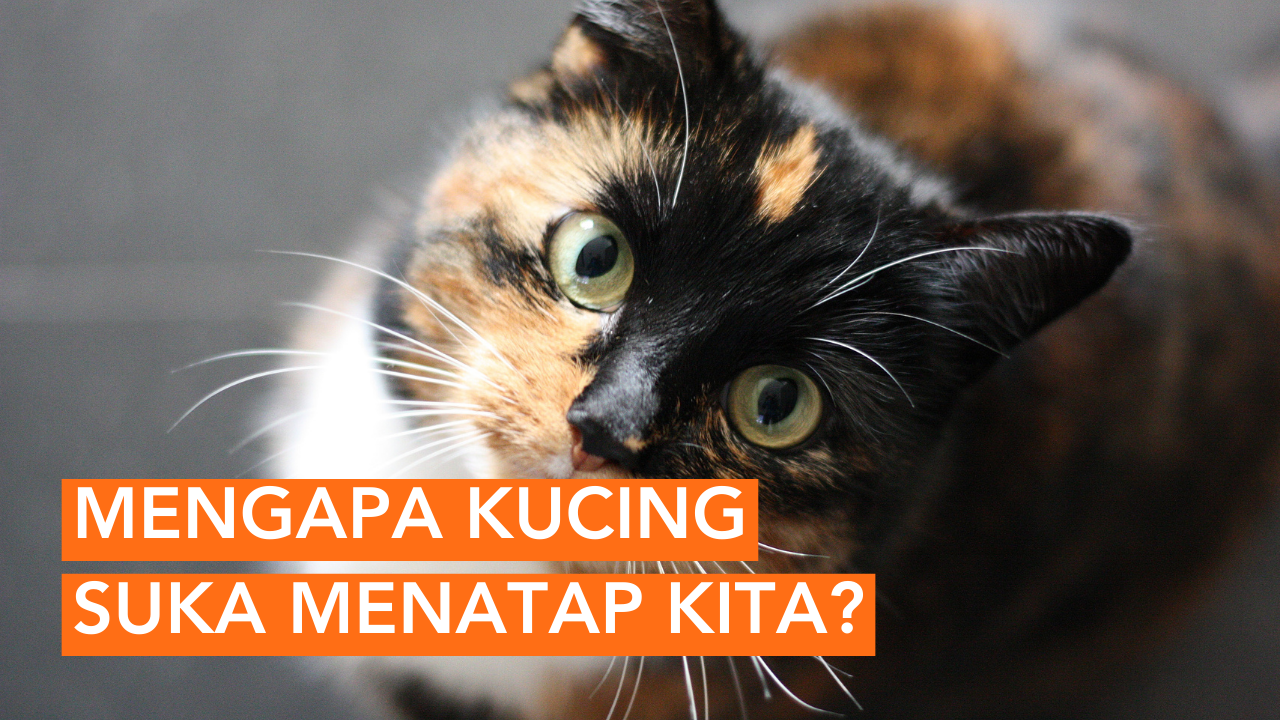 Mengapa Kucing Suka Menatap Kita?