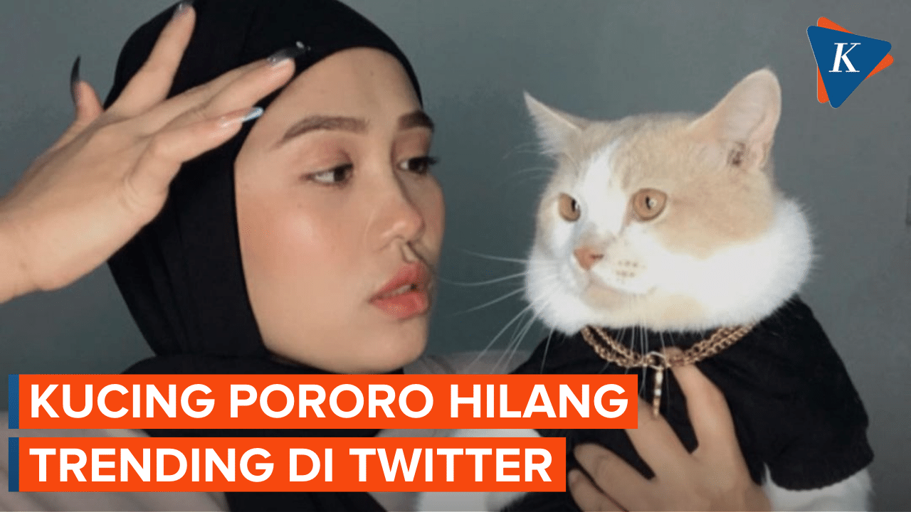 Mengenal Kucing Pororo, Sempat Hilang dan Trending di Twitter
