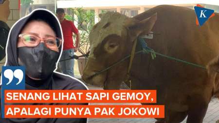 Cerita Warga Rela Datang ke Masjid Istiqlal demi Lihat Sapi Kurban Jokowi