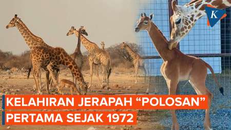 Kejadian Langka! Jerapah Polos Tanpa Corak Lahir di Kebun Binatang…