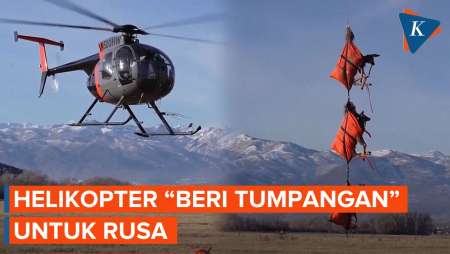 Momen Helikopter Angkut Tiga Rusa untuk Dipasangi GPS