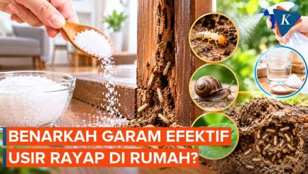 Garam Ampuh Usir Rayap di Rumah, Mitos atau Fakta?