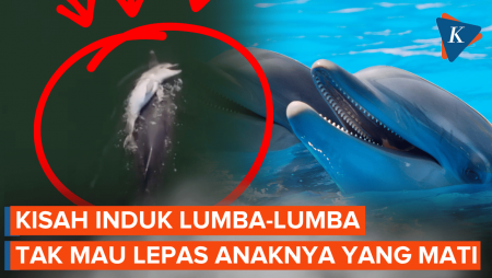 Kisah Induk Lumba-Lumba Dampingi Anaknya Yang Mati Melintasi Teluk Koombana