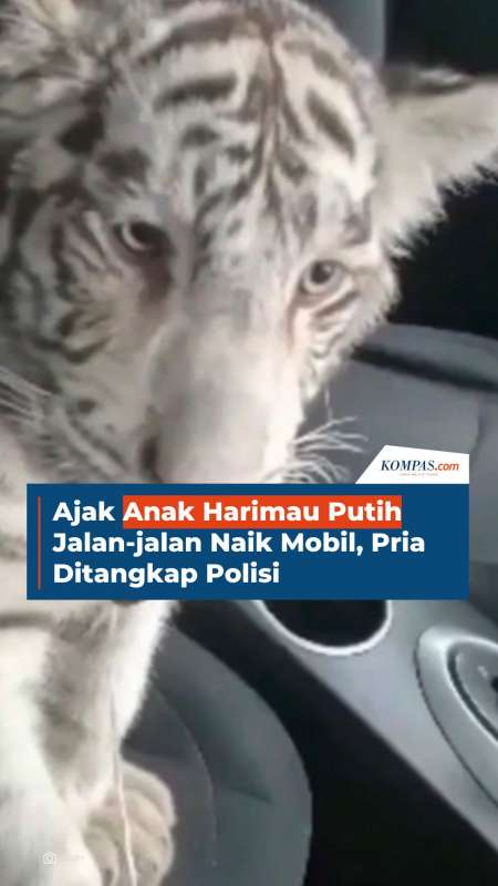 Ajak Anak Harimau Putih Jalan-jalan Naik Mobil, Pria Ditangkap Polisi