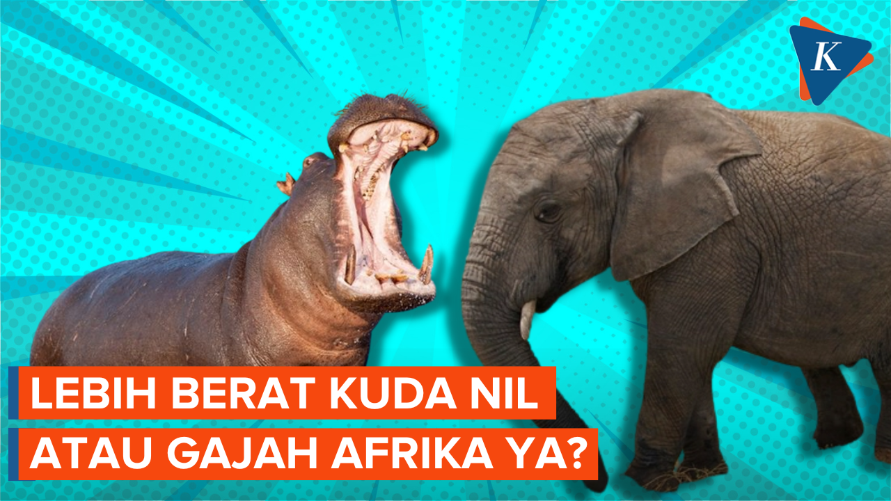 Kuda Nil dan Gajah Afrika, Mana yang Paling Berat?