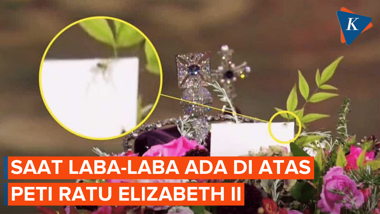 Viral! Ada Laba-laba Kecil di Atas Peti Mati Ratu Elizabeth II