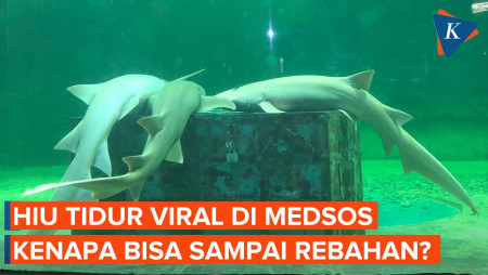 Viral Hiu Tidur Sampai Rebahan, Peneliti BRIN Jelaskan Alasannya